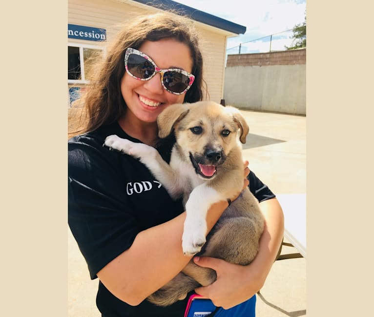 Maisey, a Great Pyrenees and Labrador Retriever mix tested with EmbarkVet.com