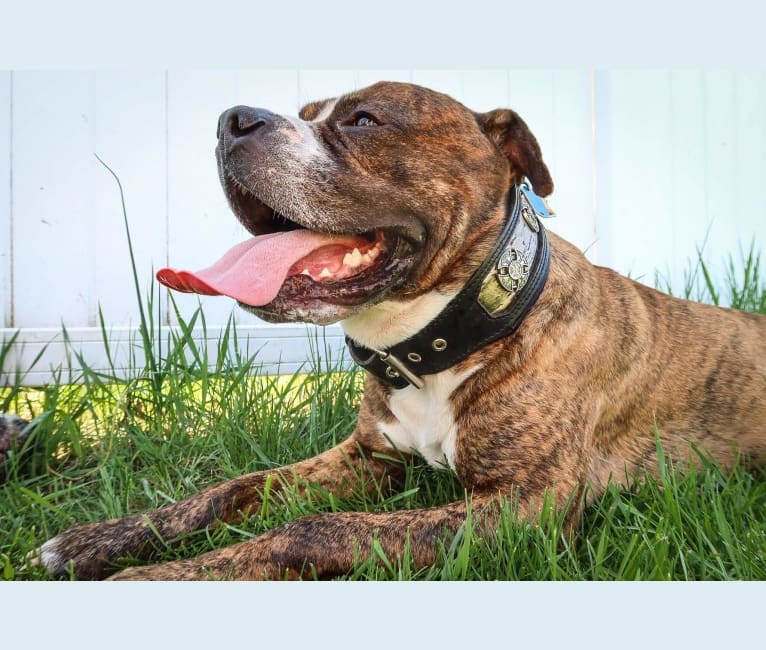 Loki, an American Pit Bull Terrier (4.7% unresolved) tested with EmbarkVet.com