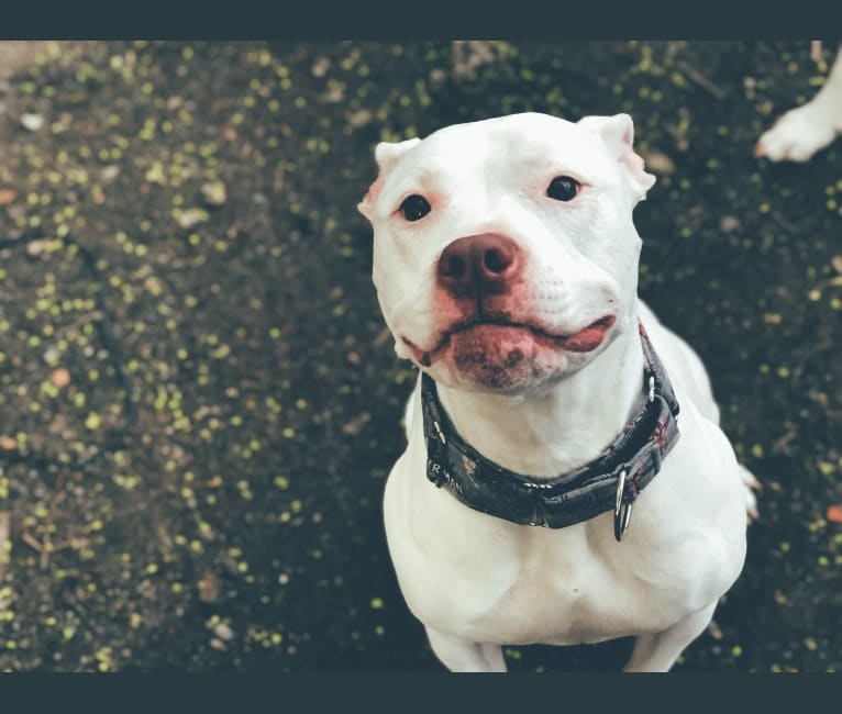 Nina, an American Bulldog and American Pit Bull Terrier mix tested with EmbarkVet.com