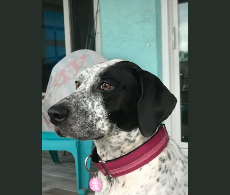 Lucy, an American Pit Bull Terrier and Bluetick Coonhound mix tested with EmbarkVet.com