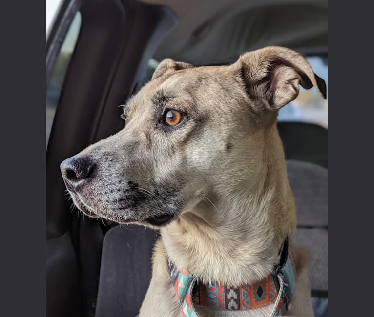 Duke, an American Pit Bull Terrier and Mountain Cur mix tested with EmbarkVet.com