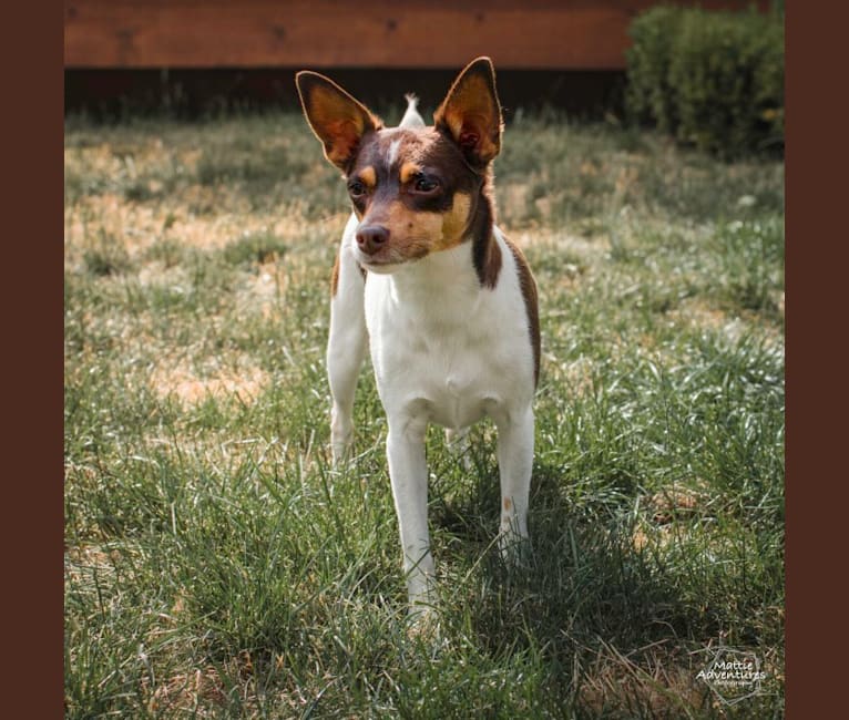 Pete, a Rat Terrier tested with EmbarkVet.com