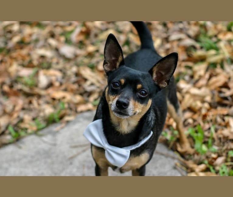 Photo of Petey, a Miniature Pinscher, Chihuahua, Rat Terrier, and Australian Cattle Dog mix in Missouri, USA