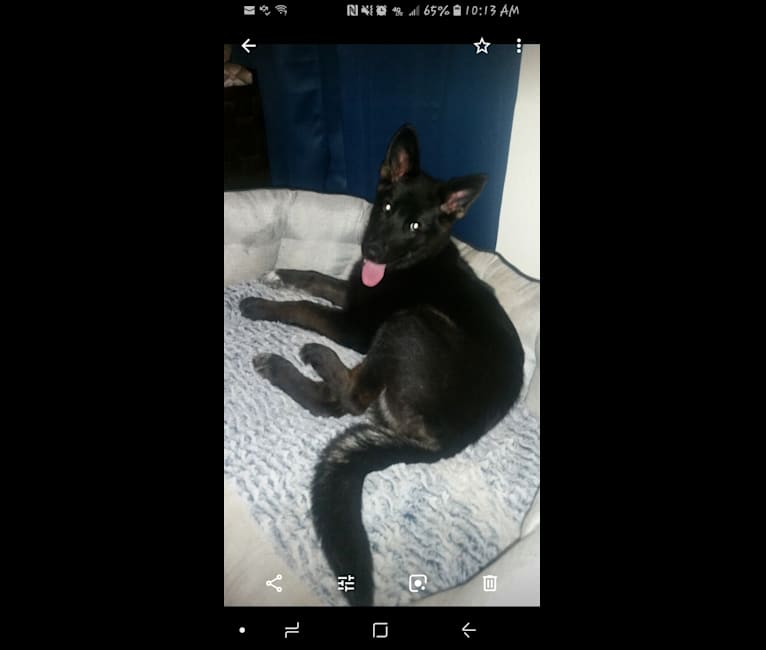 Cinder a dog tested with EmbarkVet.com