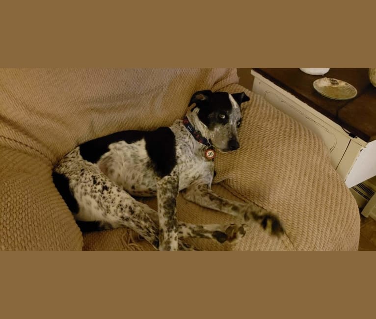 Max, a Border Collie and Pointer mix tested with EmbarkVet.com