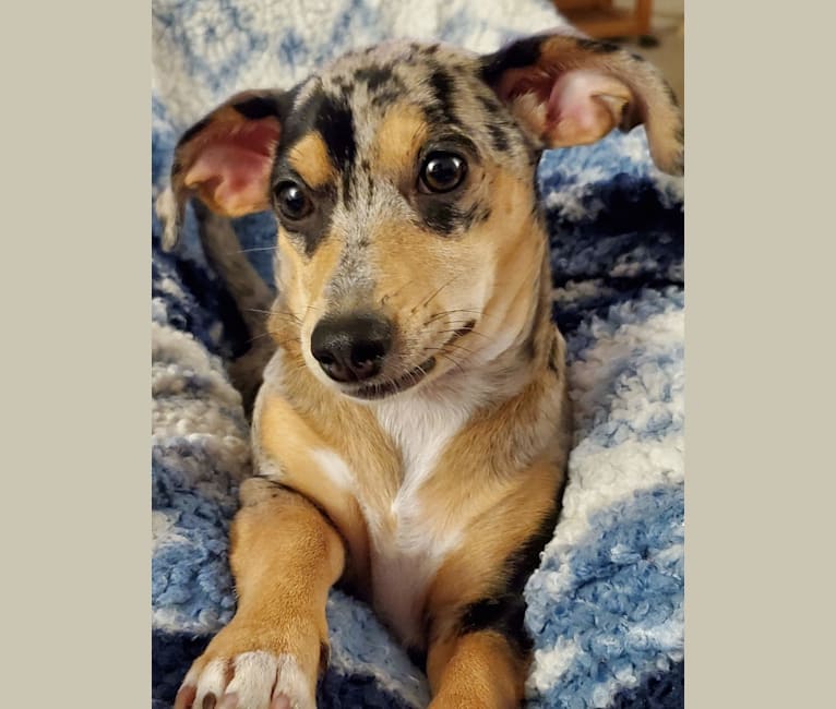 Photo of Penny, a Chihuahua, Dachshund, Miniature Pinscher, and Russell-type Terrier mix in Mississippi, USA