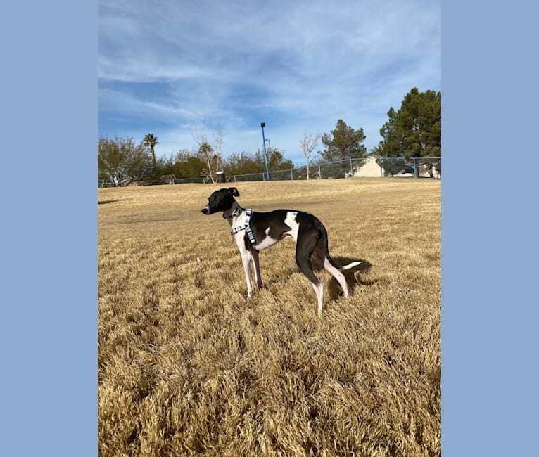 Photo of Atlas, an Italian Greyhound  in Anthem, Phoenix, AZ, USA
