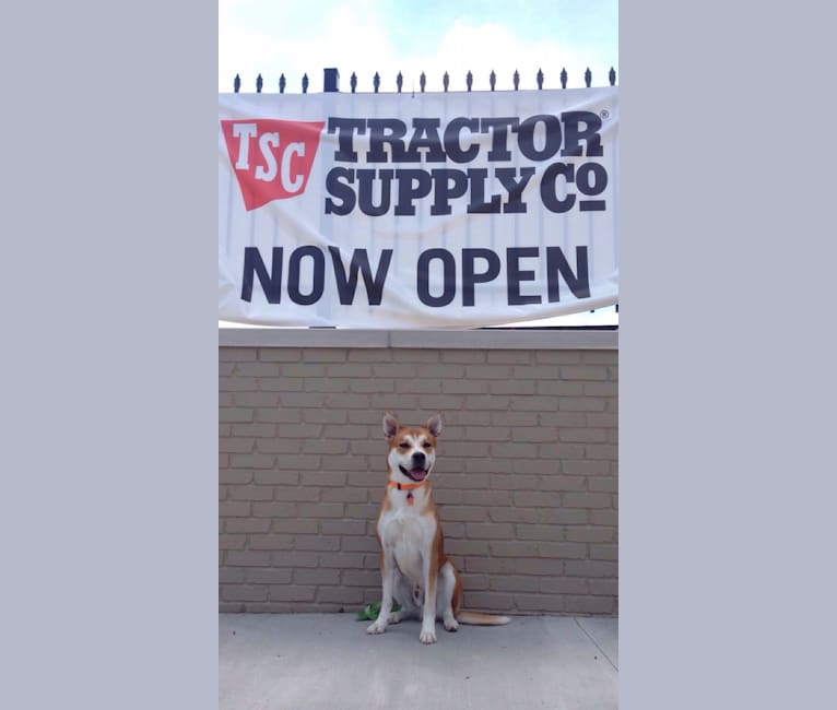 Joe, a Carolina Dog tested with EmbarkVet.com