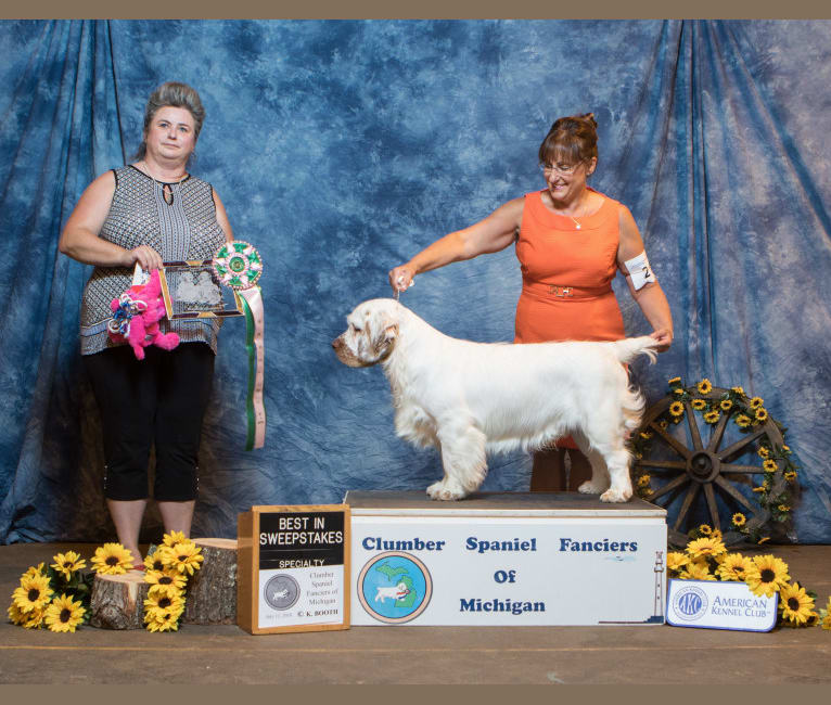 Photo of CH Grand Cabin's Kiss The Girl, a Clumber Spaniel  in Homerville, OH, USA