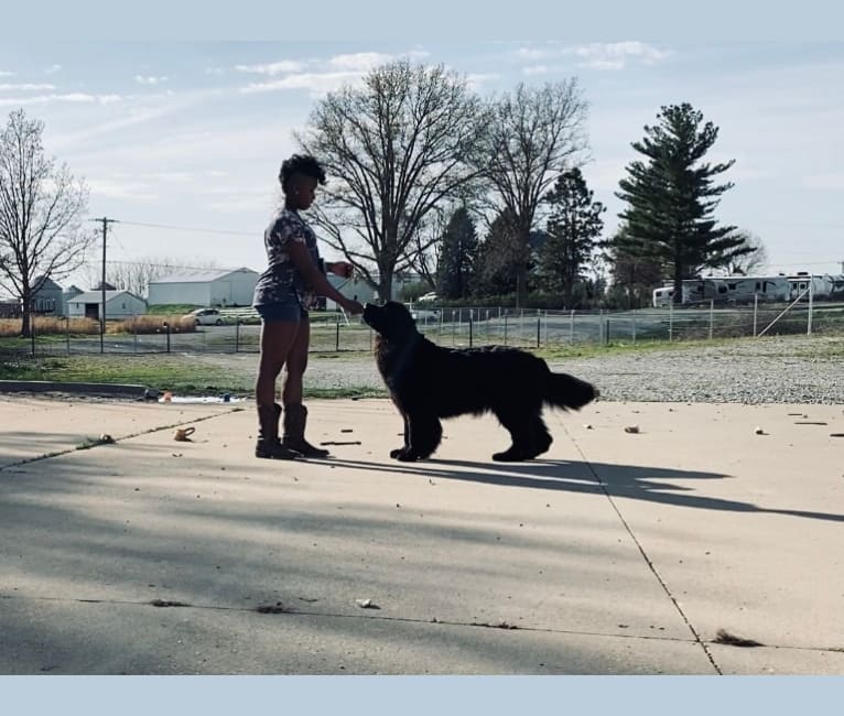 Michelle Del Gran Oso Negro (Sofía), a Newfoundland tested with EmbarkVet.com