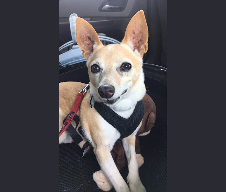 Malcolm, a Chihuahua and Russell-type Terrier mix tested with EmbarkVet.com