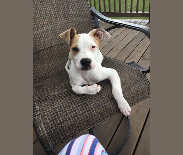 American staffordshire terrier boxer lab mix discount