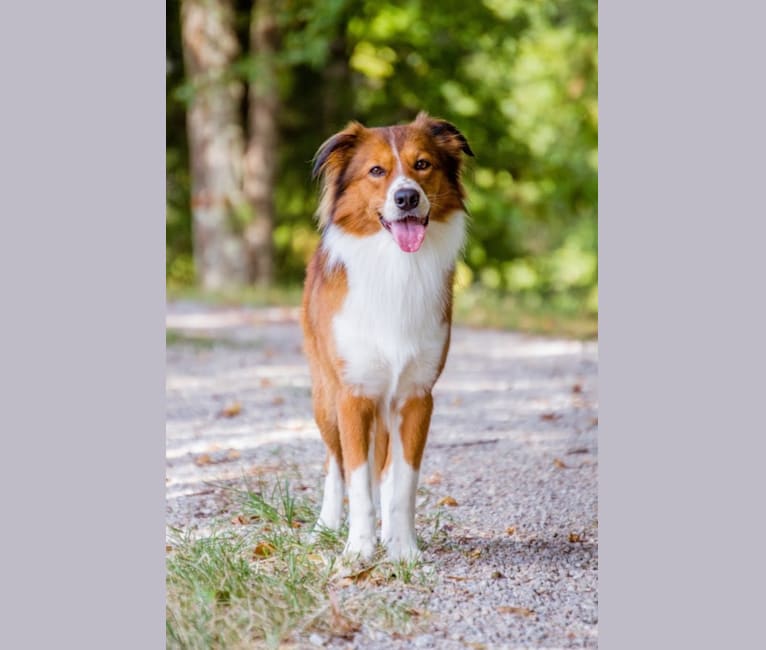 Mac, an English Shepherd tested with EmbarkVet.com