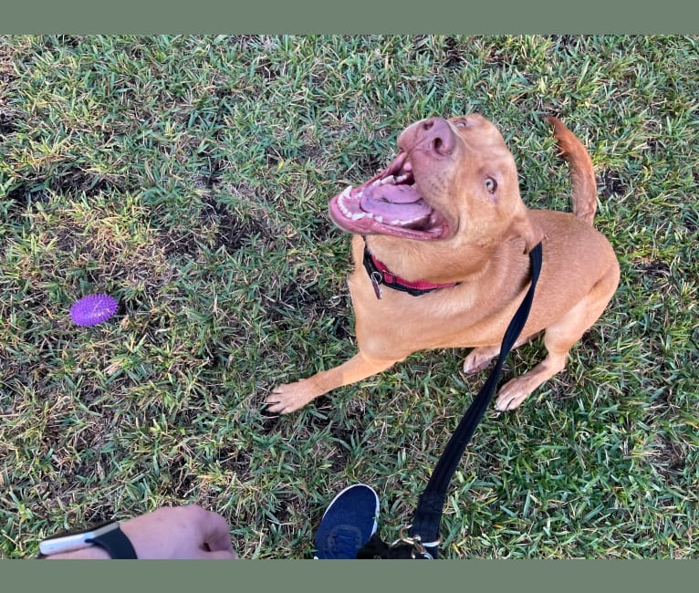 Milo, an American Pit Bull Terrier and Rottweiler mix tested with EmbarkVet.com