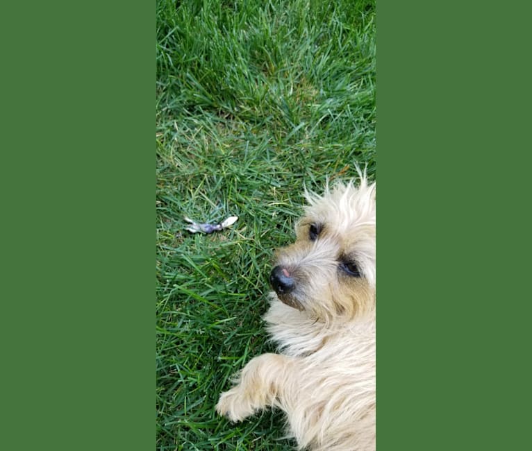 Photo of Macy Grace, a Cairn Terrier  in Kansas, USA
