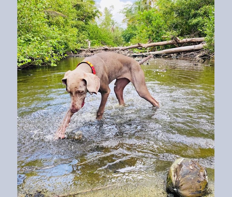 Arya the Weim, a Weimaraner tested with EmbarkVet.com