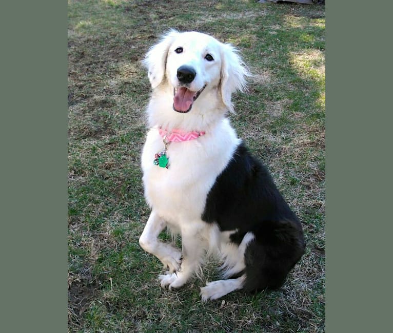 Rochelle, an Old English Sheepdog tested with EmbarkVet.com