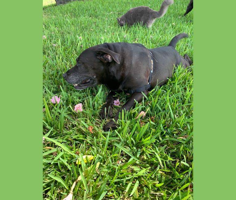 Snoop, an American Bully and Golden Retriever mix tested with EmbarkVet.com