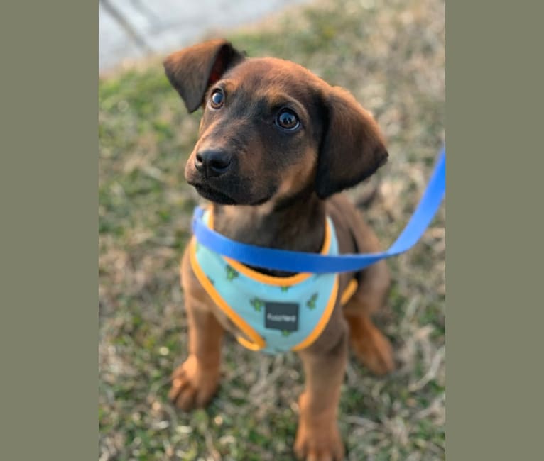 Moose, a Black and Tan Coonhound and Australian Cattle Dog mix tested with EmbarkVet.com