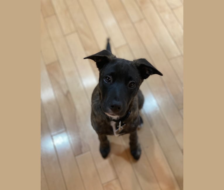 Photo of Moon, an American Village Dog mix