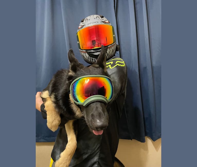 Pyro, a German Shepherd Dog (6.9% unresolved) tested with EmbarkVet.com