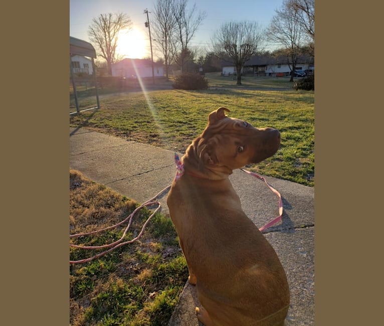 Photo of Ruckus, an American Pit Bull Terrier, Labrador Retriever, and American Staffordshire Terrier mix in Elizabethtown, Kentucky, USA