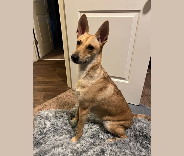Carolina dog chihuahua mix shop