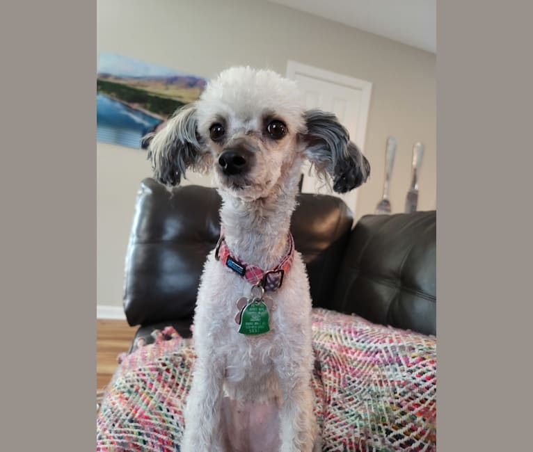 Lua, a Chinese Crested tested with EmbarkVet.com