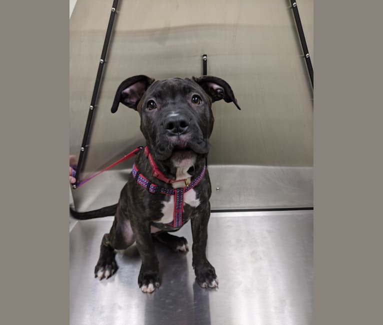 Presa canario bully mix online
