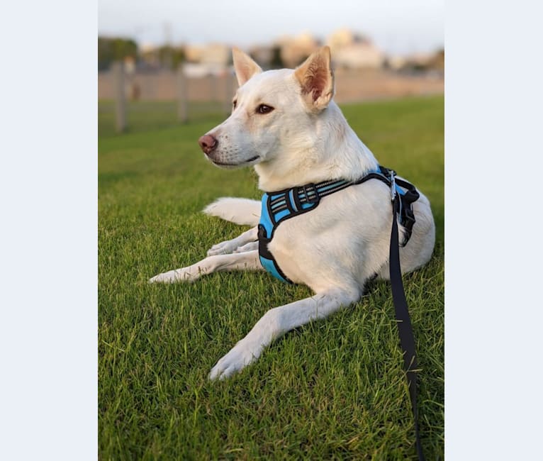 Charlotte, an Arabian Village Dog tested with EmbarkVet.com