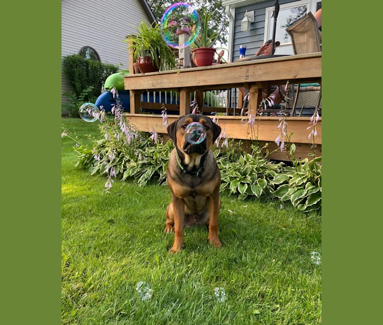 Lenny, a Rottweiler and American Pit Bull Terrier mix tested with EmbarkVet.com