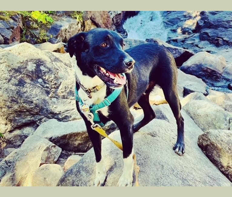 Ralph, an Australian Cattle Dog and American Pit Bull Terrier mix tested with EmbarkVet.com