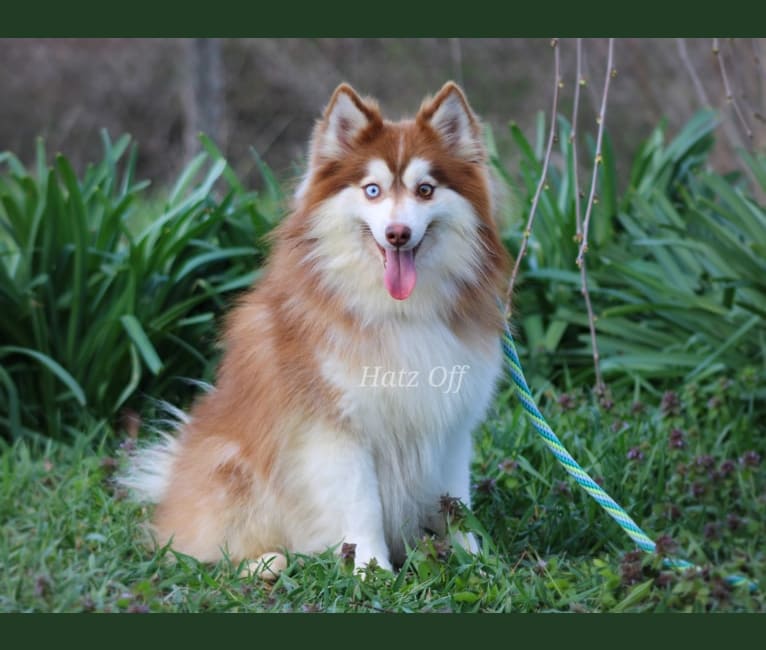Photo of Rocco, a Pomsky  in Indiana, USA