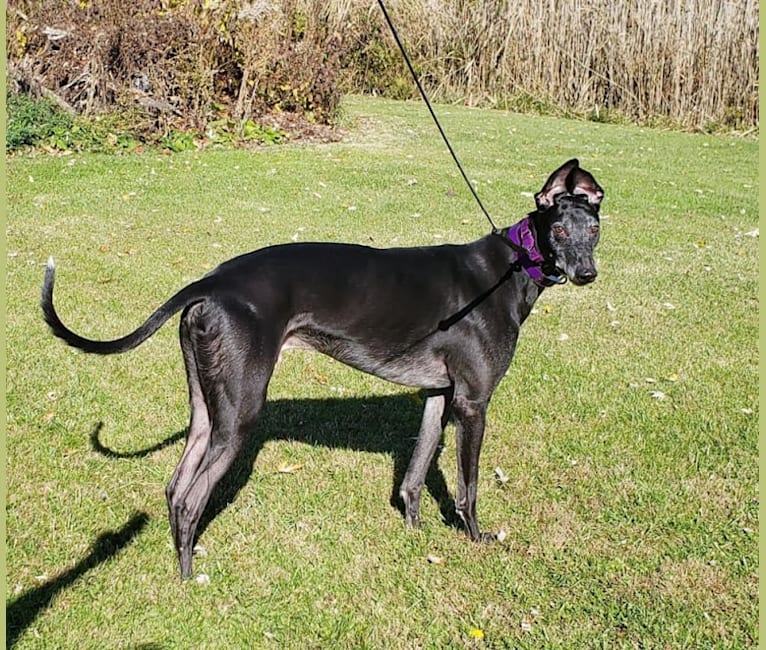 Photo of Drake, a Greyhound  in Kansas, USA