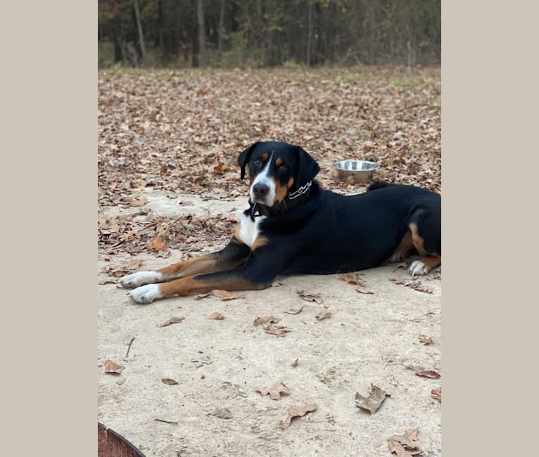 Bart, a Greater Swiss Mountain Dog tested with EmbarkVet.com