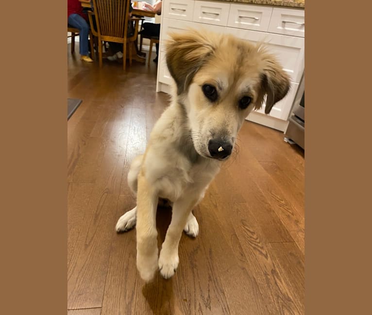Nellie, a Great Pyrenees and Australian Shepherd mix tested with EmbarkVet.com