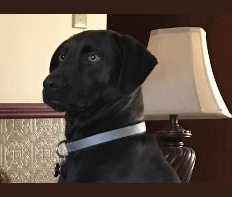 Guinness, a Labrador Retriever and American Pit Bull Terrier mix tested with EmbarkVet.com