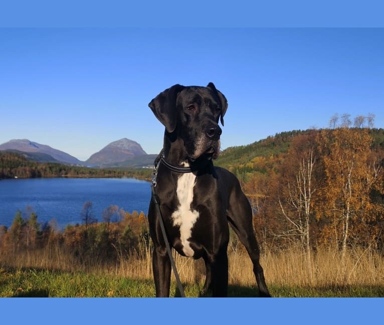 Kevin, a Great Dane tested with EmbarkVet.com