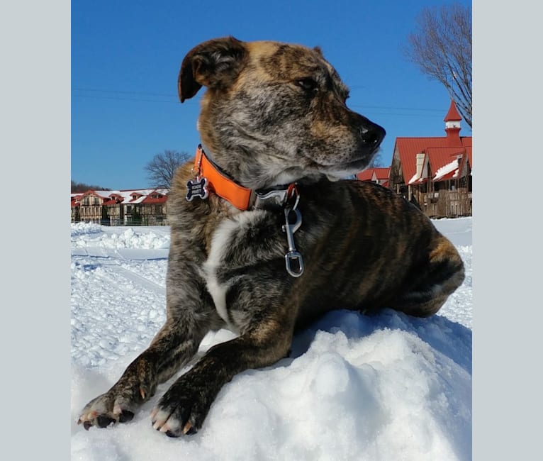 Roadie, a Labrador Retriever and Rottweiler mix tested with EmbarkVet.com