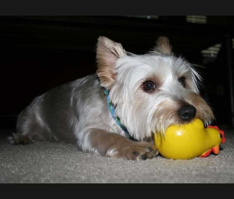 Patton, a Silky Terrier tested with EmbarkVet.com