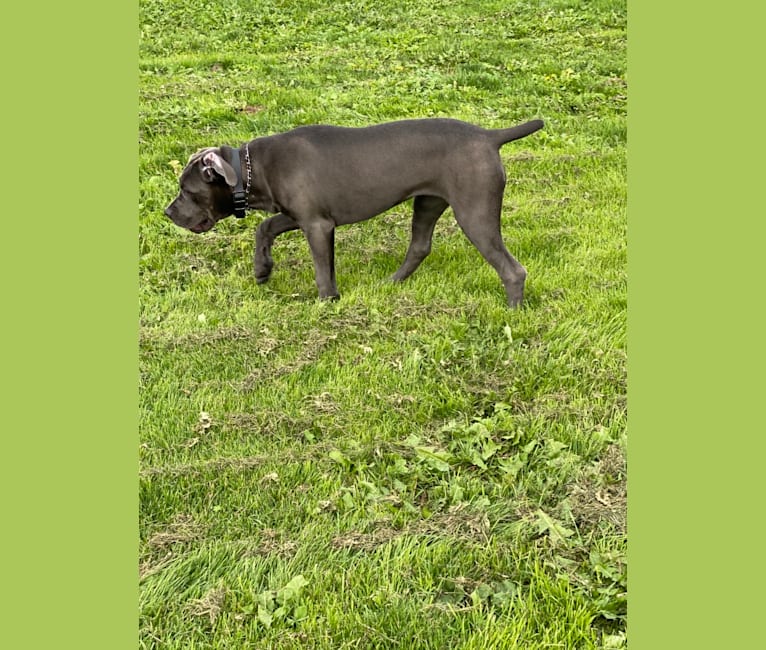 Bella, a Cane Corso tested with EmbarkVet.com