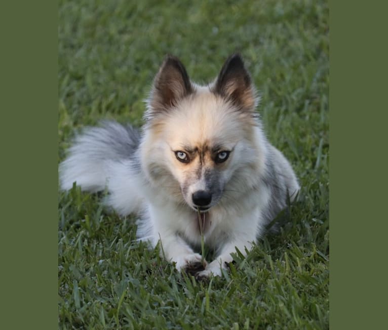 Roux-F3, a Siberian Husky and Pomeranian mix tested with EmbarkVet.com