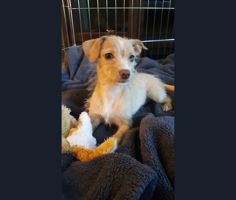 Kenzie, a Chihuahua and Rat Terrier mix tested with EmbarkVet.com