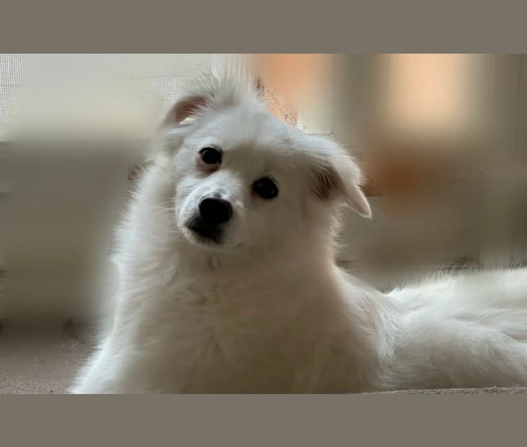 Loki, an Eastern European Village Dog tested with EmbarkVet.com