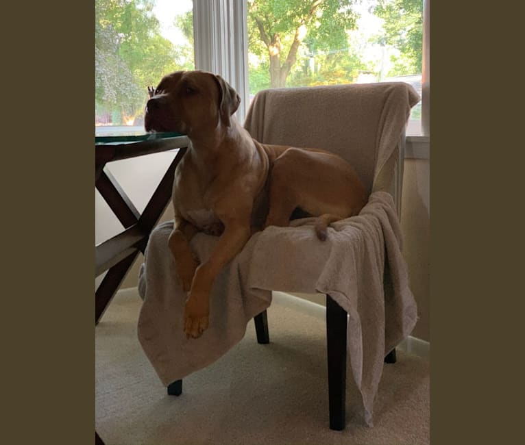 Marco, a Boerboel and American Pit Bull Terrier mix tested with EmbarkVet.com