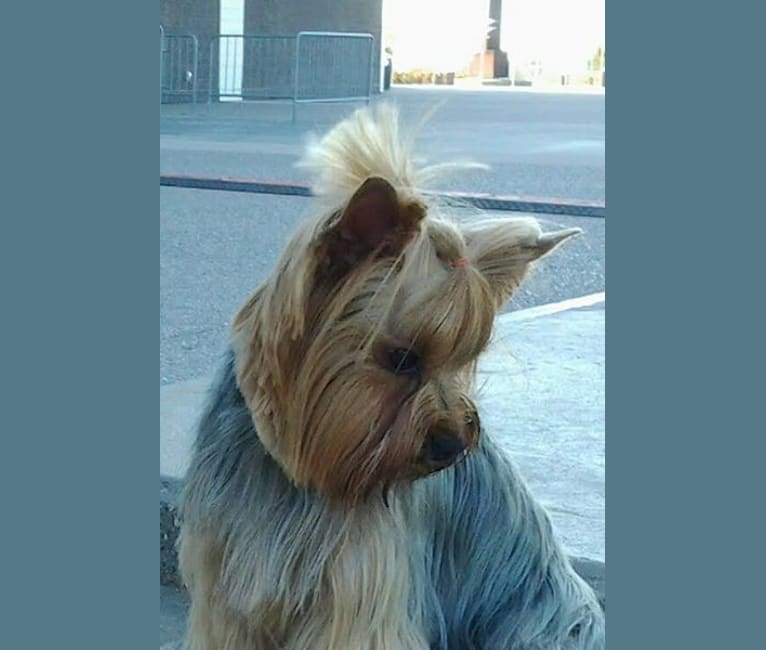 Dealer, a Yorkshire Terrier tested with EmbarkVet.com