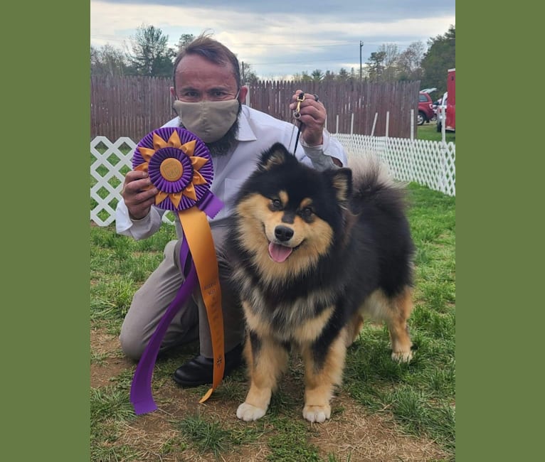 Bandit, a Finnish Lapphund tested with EmbarkVet.com