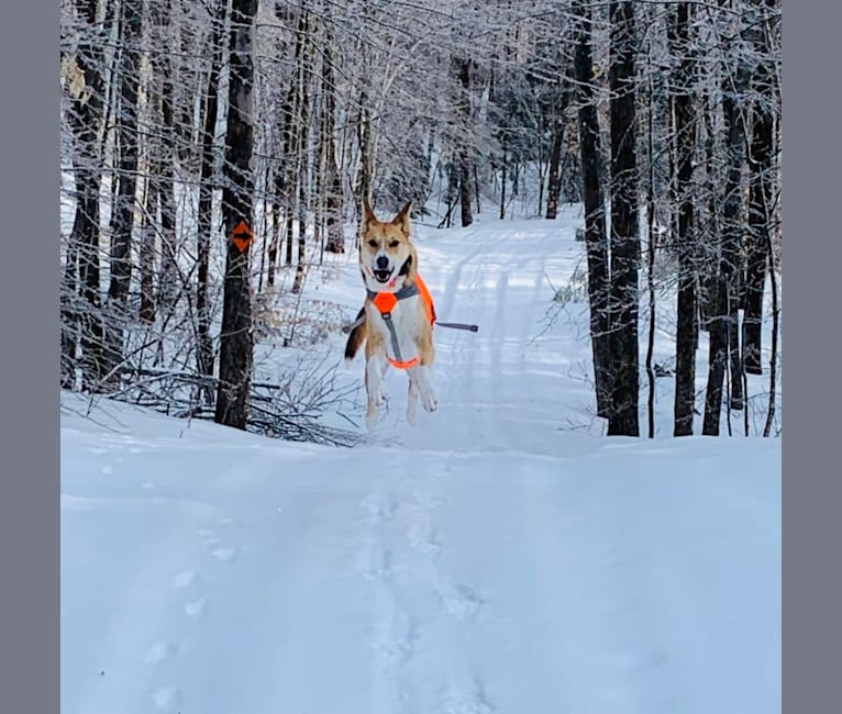 Baxter, a Mountain Cur and West Siberian Laika mix tested with EmbarkVet.com