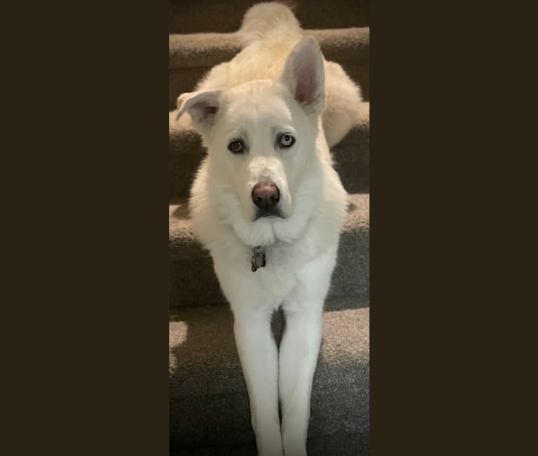 Photo of Skwisgaar, a Siberian Husky, Great Pyrenees, and Mixed mix in Windsor, Colorado, USA