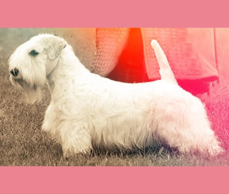 Feisty, a Sealyham Terrier tested with EmbarkVet.com